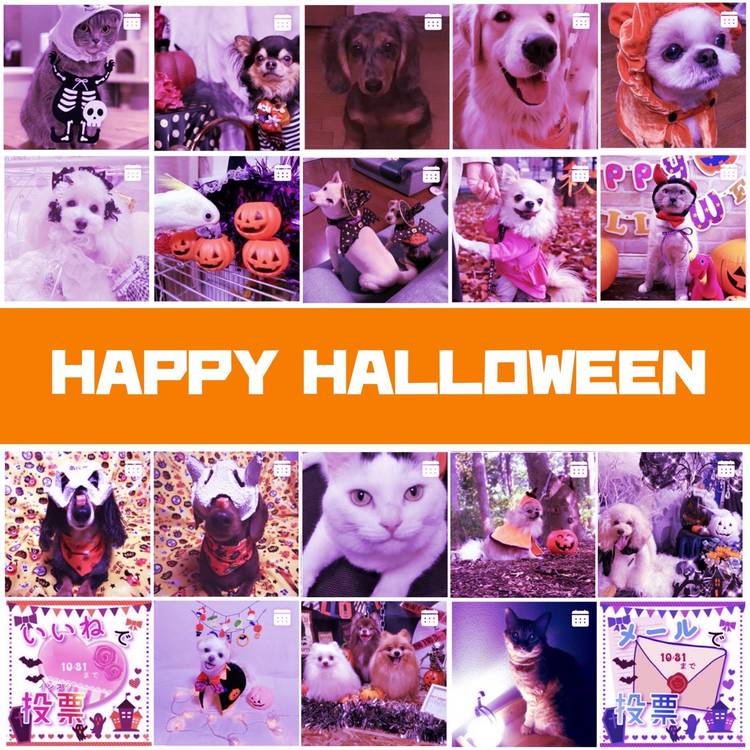 ペットランドホーマック北見店 Line Official Account