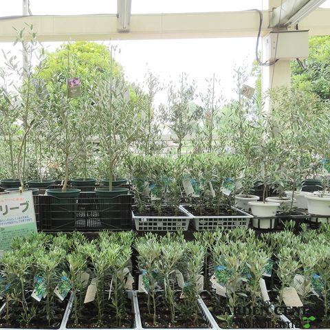 サカタのタネ ガーデンセンター横浜 Line Official Account