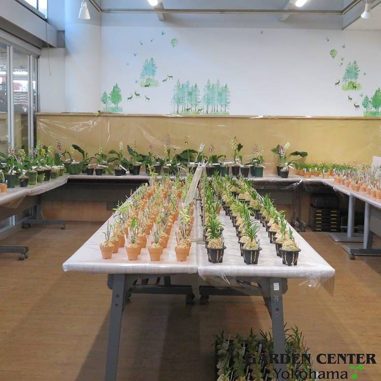 Mixed Media Feed サカタのタネ ガーデンセンター横浜 Line Official Account