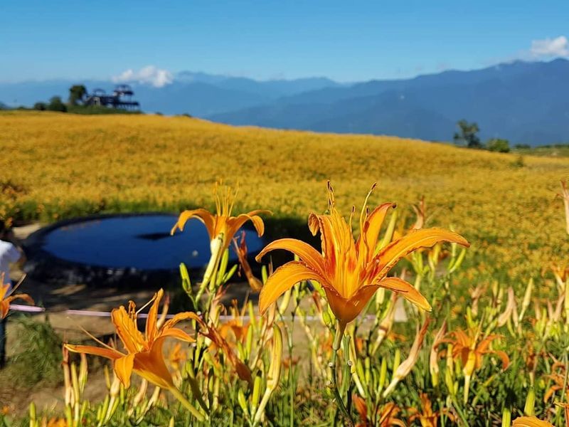 花蓮六十石山 必去金針花景點