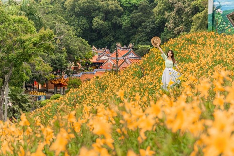 彰化花壇虎山巖金針花