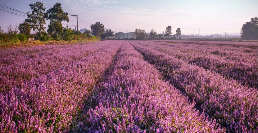 桃園秋冬賞花 仙草花