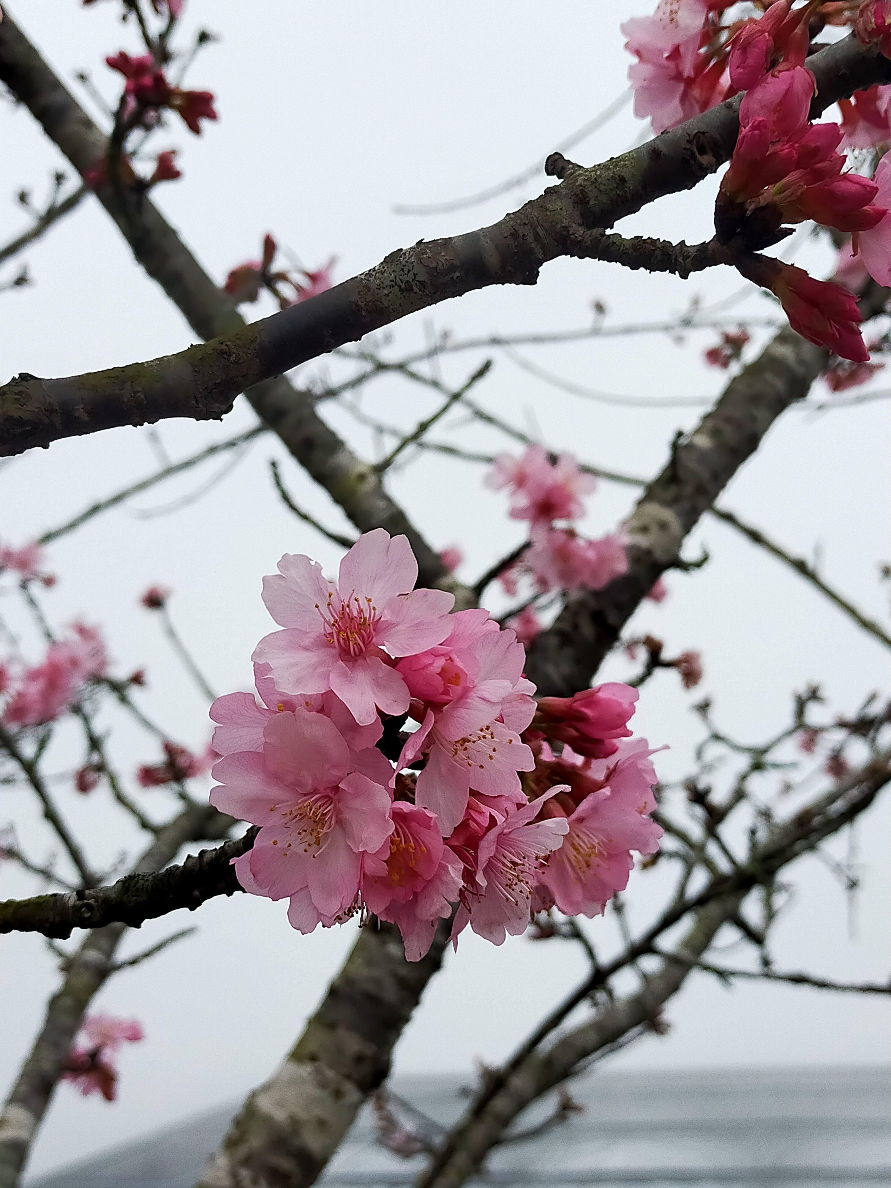 22最新必訪6大花季秘境 春天就到這裡打卡吧 Line旅遊