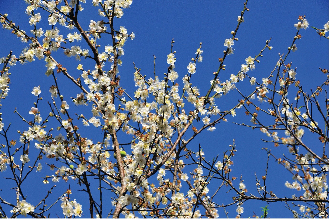 桃園秋冬賞花 梅花季