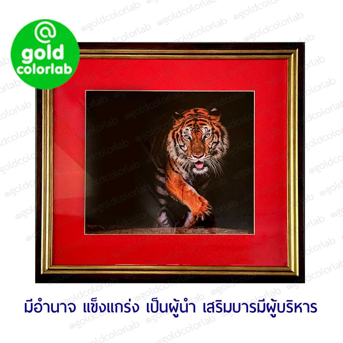 กรอบรูป มงคล เสือมงคล 71x78 cm. กรอบสีทองด้านขลิบโอ๊ค 2 นิ้ว พร้อมเม้ากระดาษสีแดง