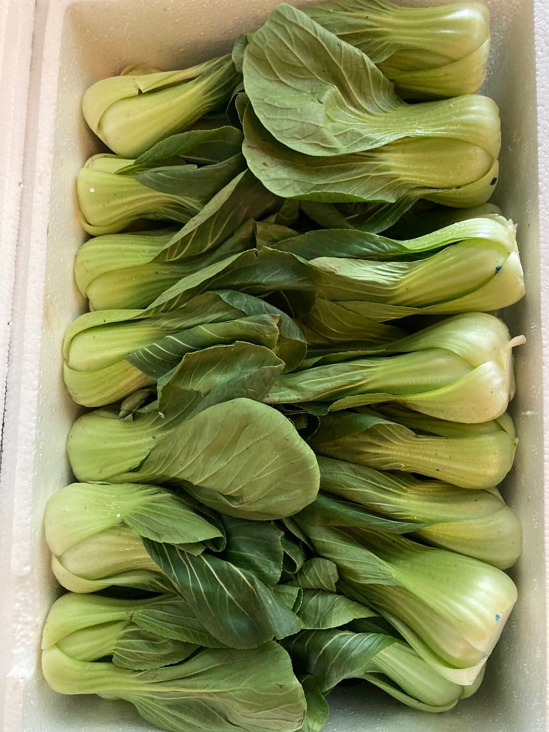 Chinese Cabbage 300g