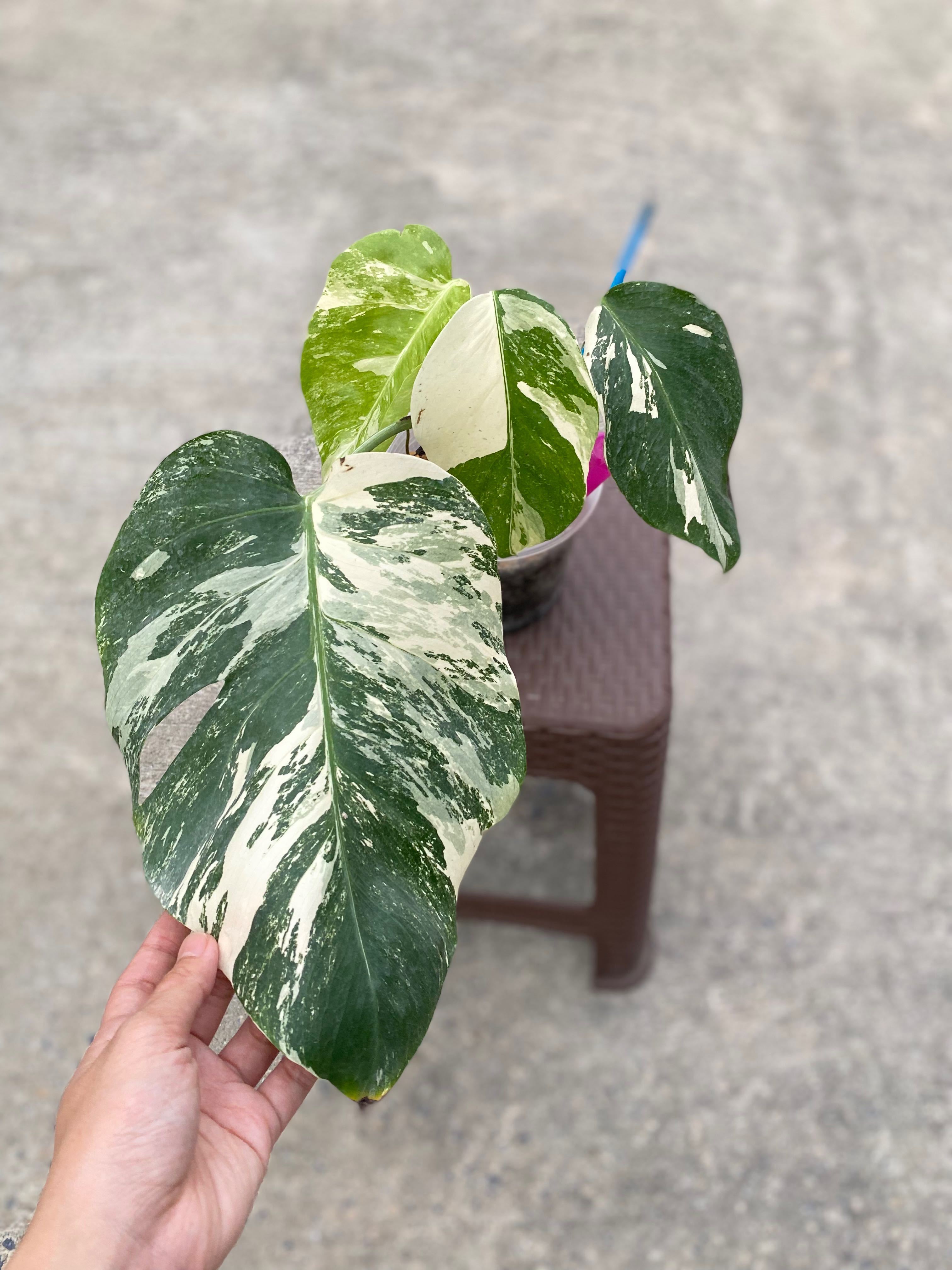 Monstera albo 