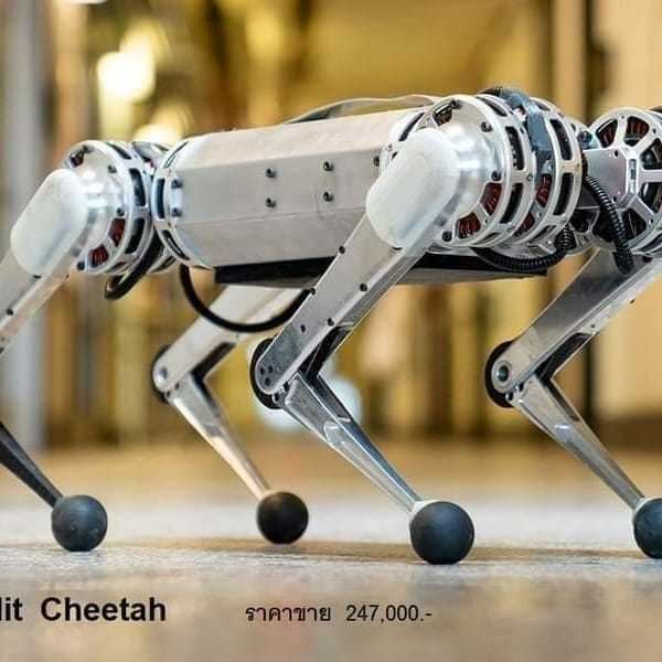 🟥Mit Cheetah ราคา 218,500บาท🟥