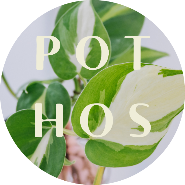 Pothos Collection