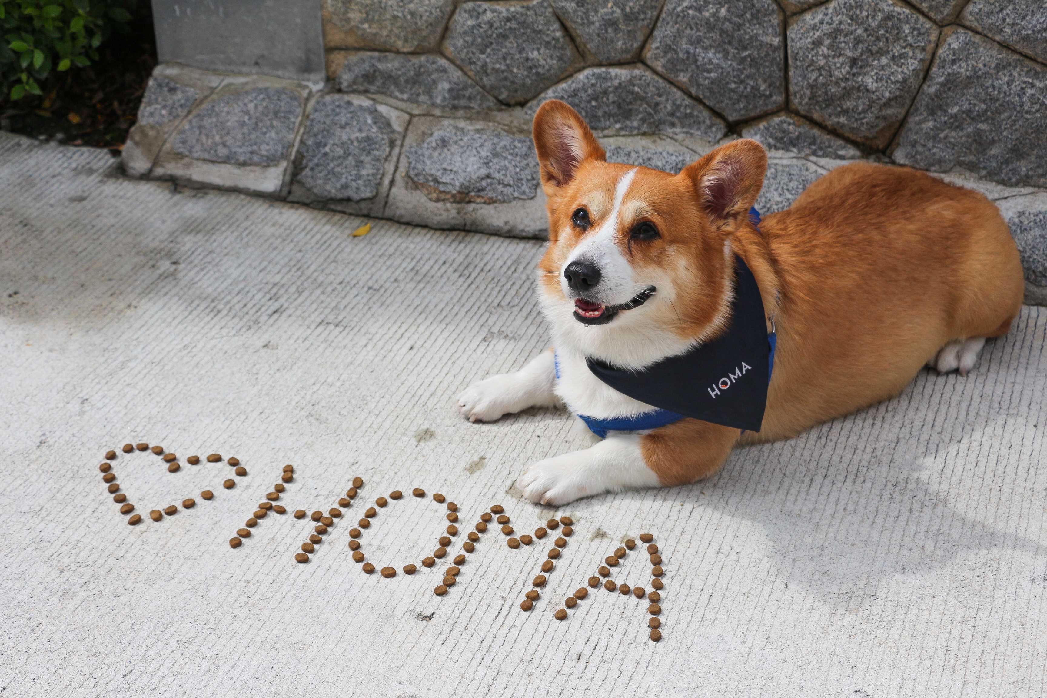 HOMA Pet Scarf