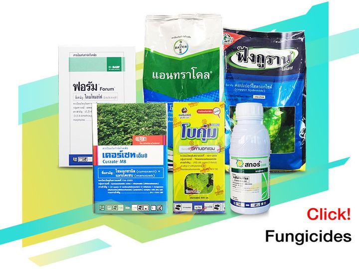 สารป้องกันกำจัดโรคพืช (Fungicides)