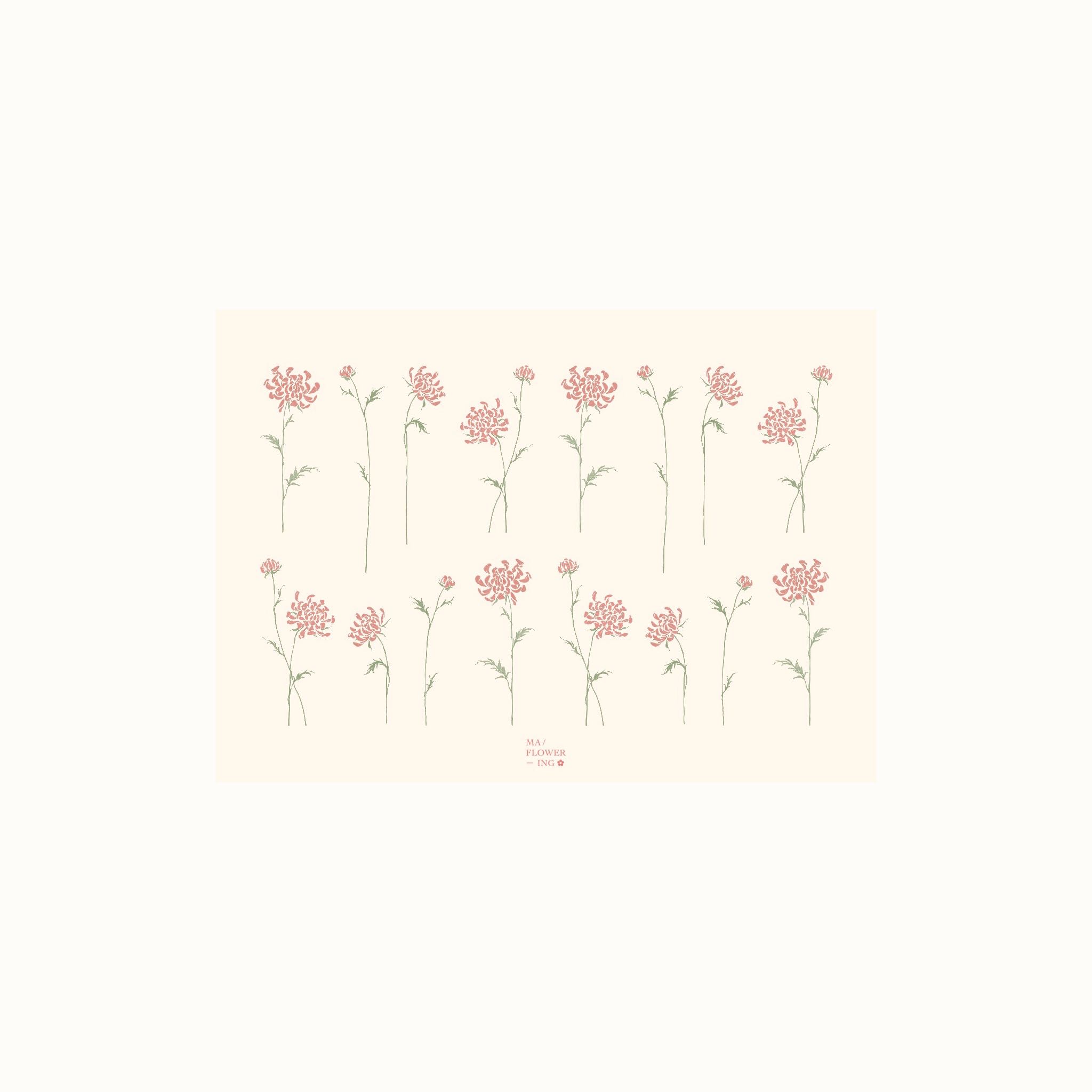 POSTCARD — Chrysanthemum 