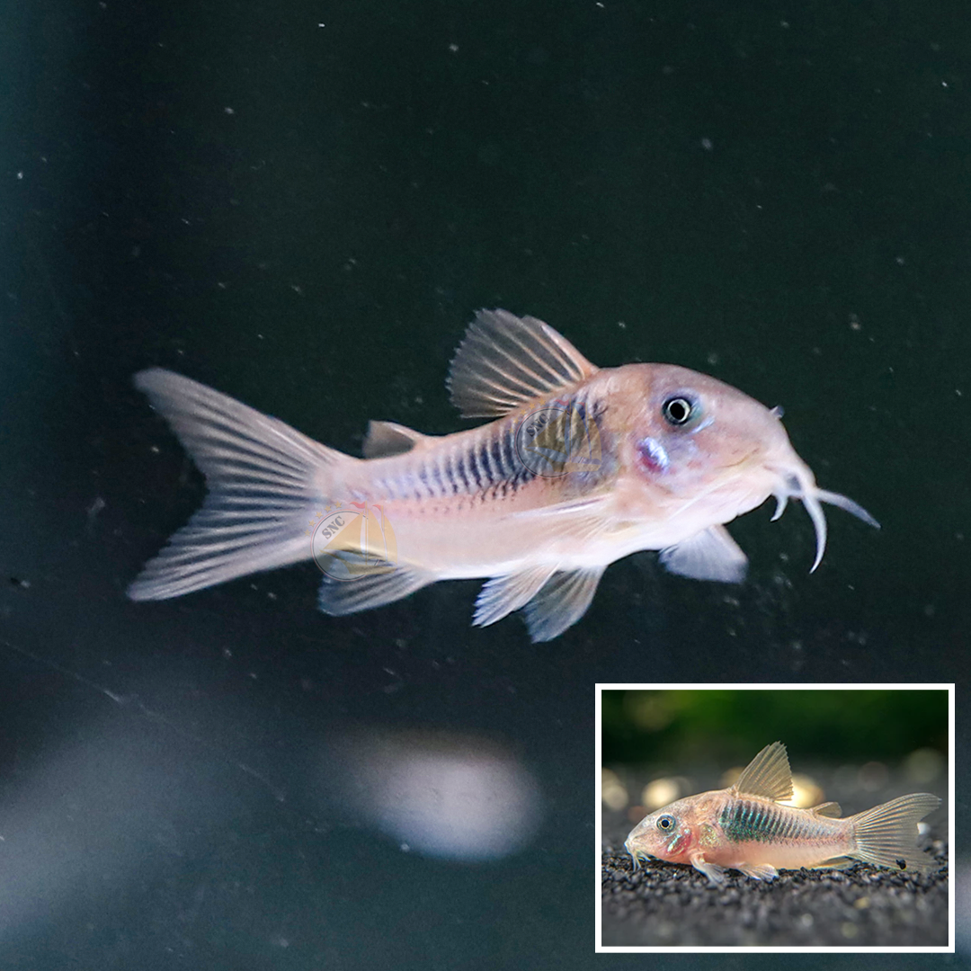 ปลาแพะเขียว (Green Corydoras) ขายเซทละ 2ตัว/5ตัว ไซส์ประมาณ 2cm.