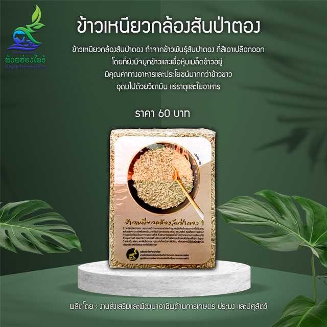 ข้าวเหนียวกล้องสันป่าตอง 1  Brown Sticky Rice