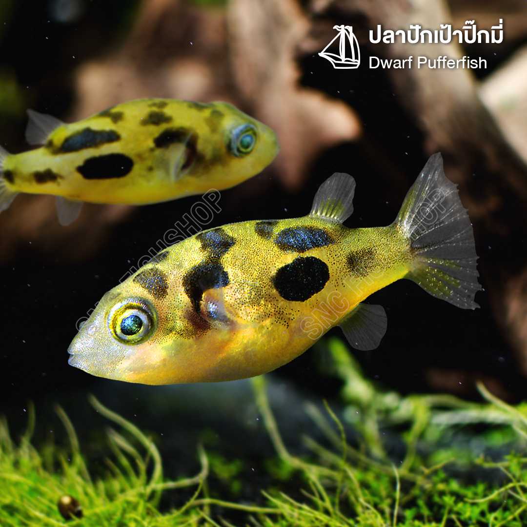 พร้อมส่ง ปลาปักเป้าปิ๊กมี่ (Dwarf Pufferfish) ขายเซทละ 1ตัว/ 2ตัว/ 5ตัว ไซส์ 1cm.